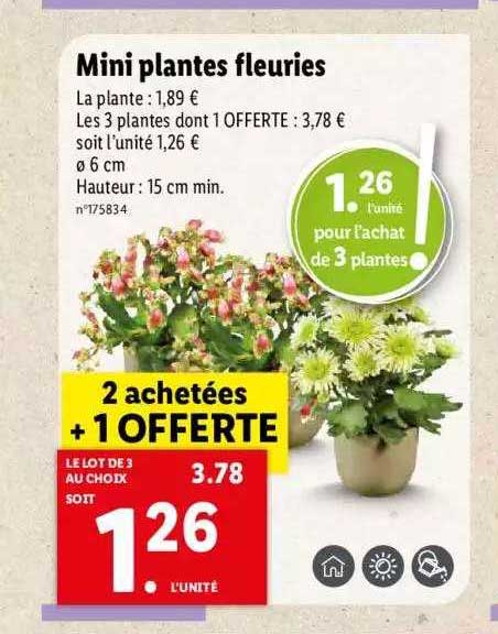 mini plantes fleuries