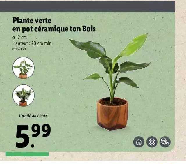 plante verte en pot céramique ton bois