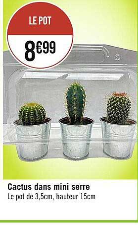 cactus dans mini serre