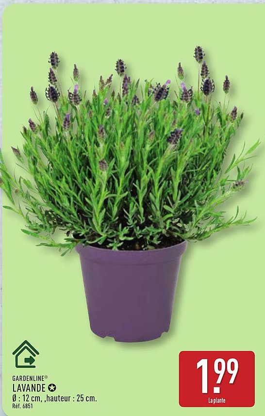 GARDENLINE LAVANDE