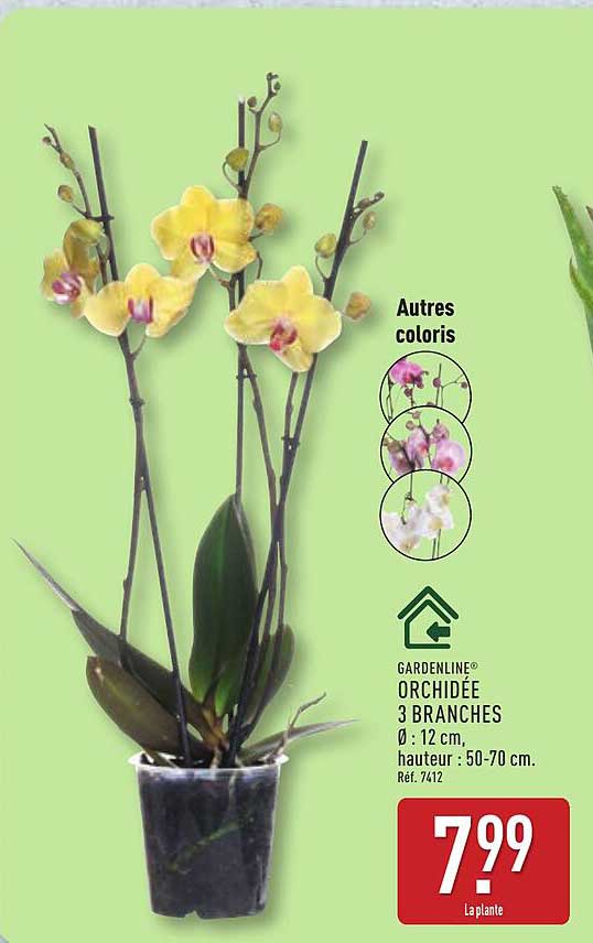 GARDENLINE ORCHIDÉE 3 BRANCHES
