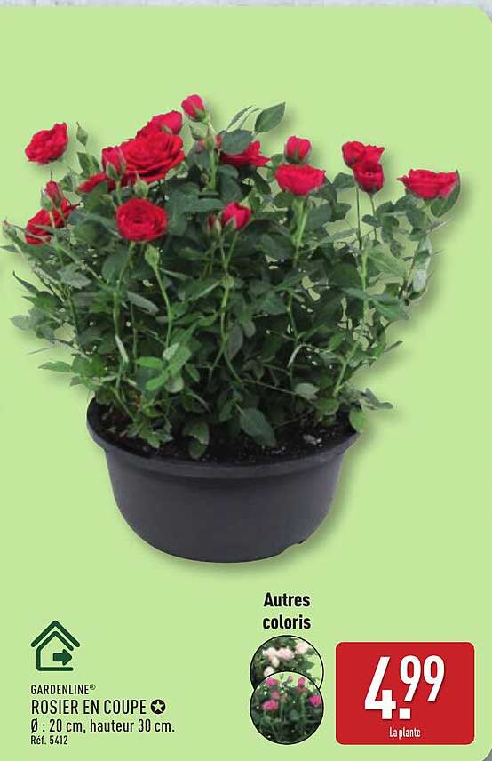 GARDENLINE ROSIER EN COUPE