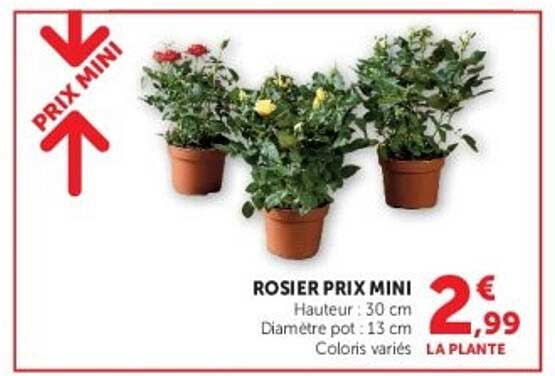 ROSIER PRIX MINI