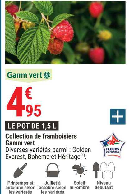 collection de framboisiers gamm vert