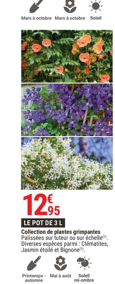 collection de plantes grimpantes