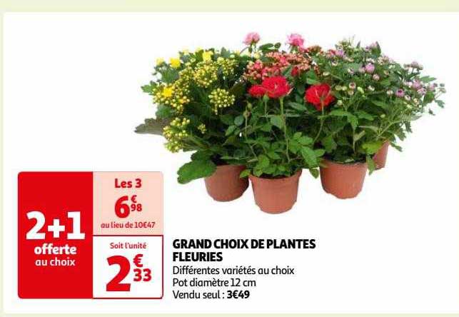 grand choix de plantes fleuries