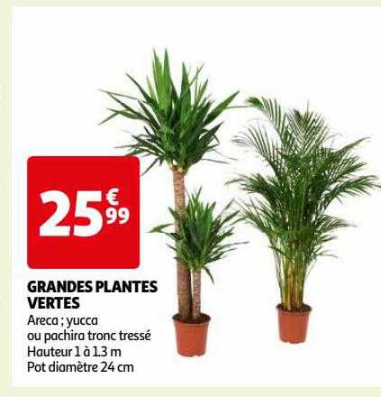 grandes plantes vertes