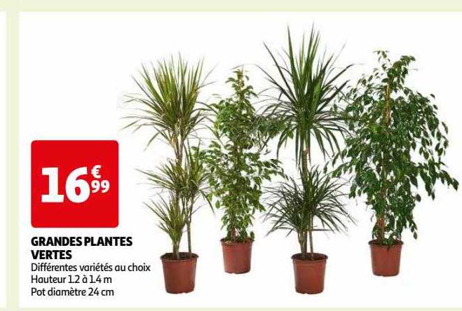 grandes plantes vertes