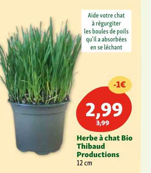 herbe à chat bio thibaud productions