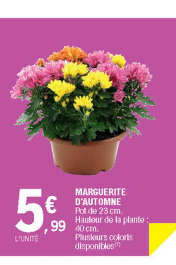 marguerite d'automne