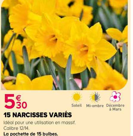 15 narcisses variés
