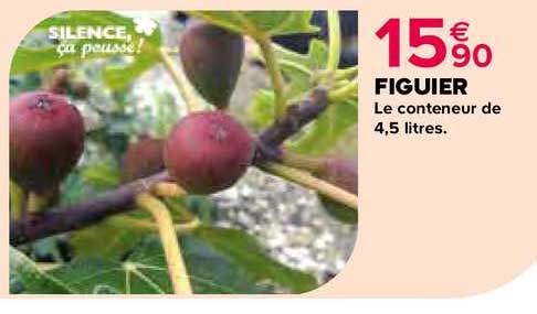figuier