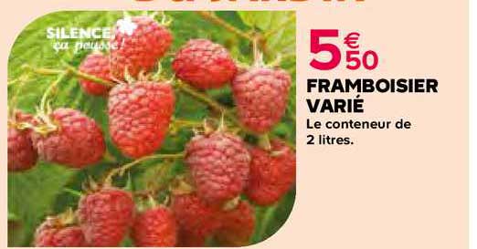 framboisier varié