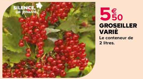 groseiller varié