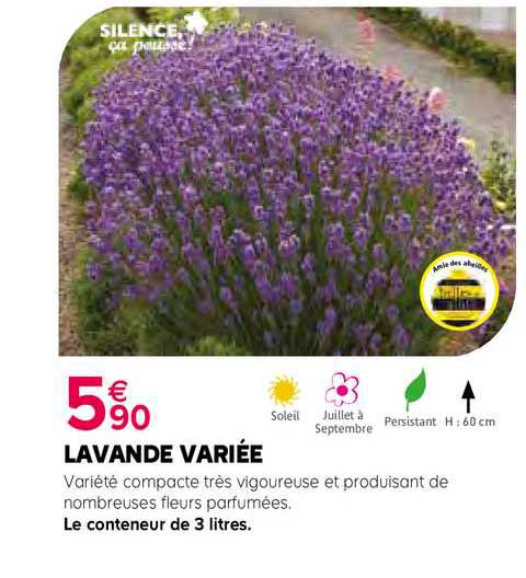 lavande variée