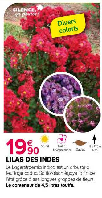 lilas des indes