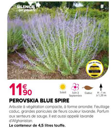 perovskia blue spire