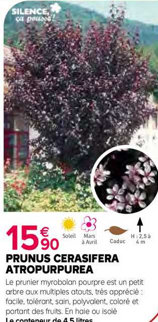 prunus cerasifera atropurpurea