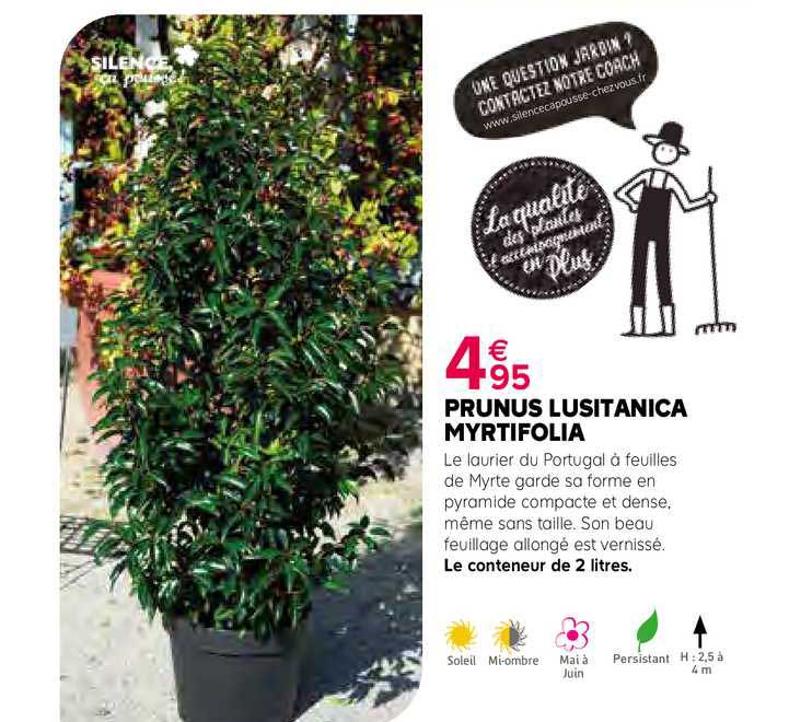 prunus lusitanica myrtifolia