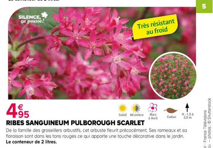 ribes sanguineum pulborough scarlet