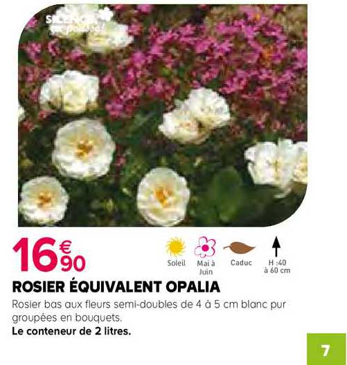 Rosier équivalent Opalia