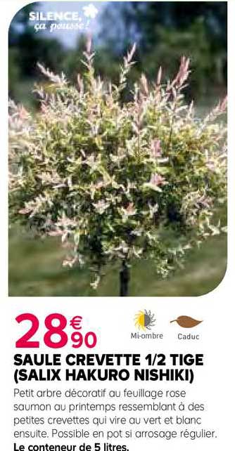 saule crevette 1-2 tige (salix hakuro nishiki)