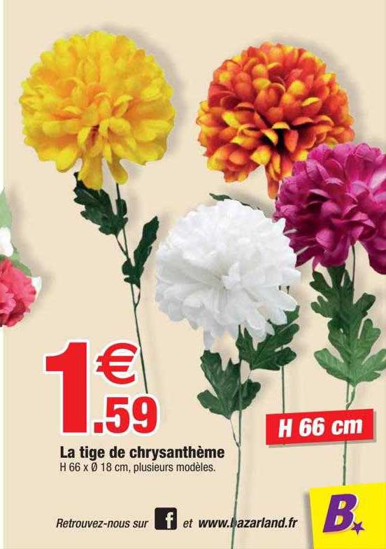la tige de chrysanthème