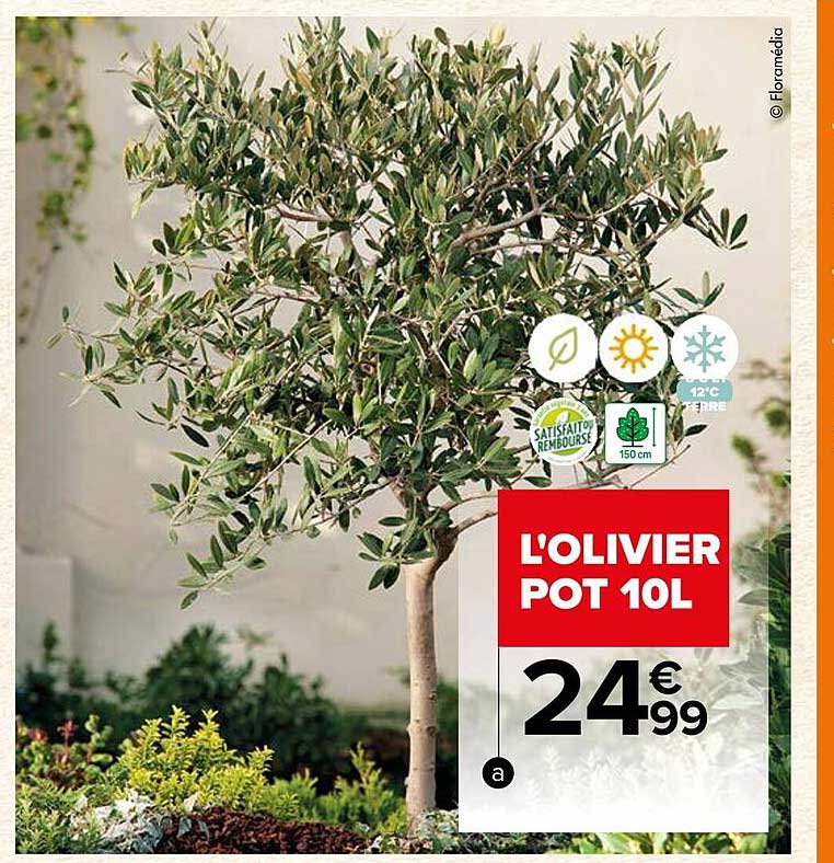 l'olivier pot 10 l