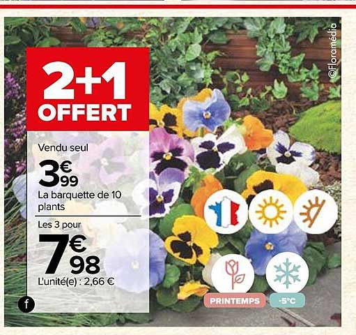 la barquette de 10 plants