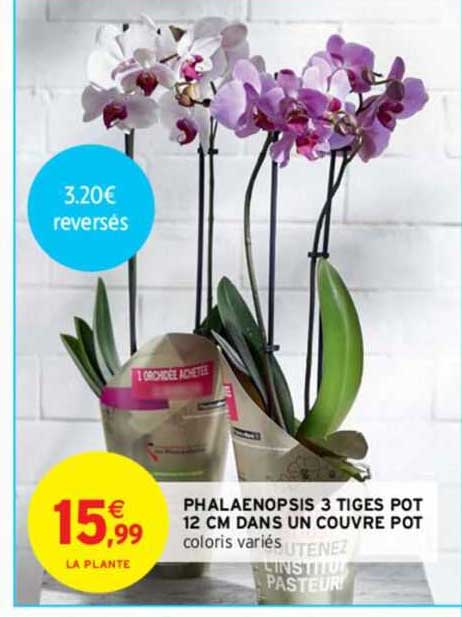 phalaenopsis 3 tiges pot 12 cm dans un couvre pot
