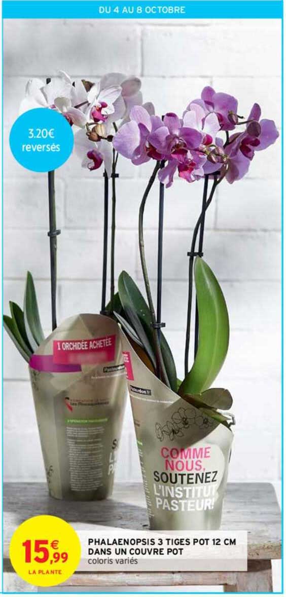 phalaenopsis 3 tiges pot 12 cm dans un couvre pot