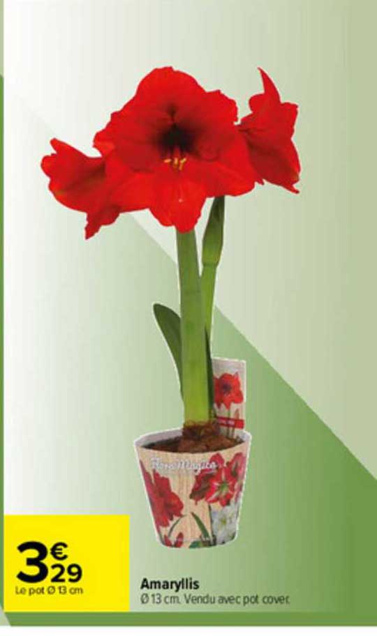 Amaryllis