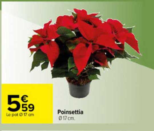 poinsettia