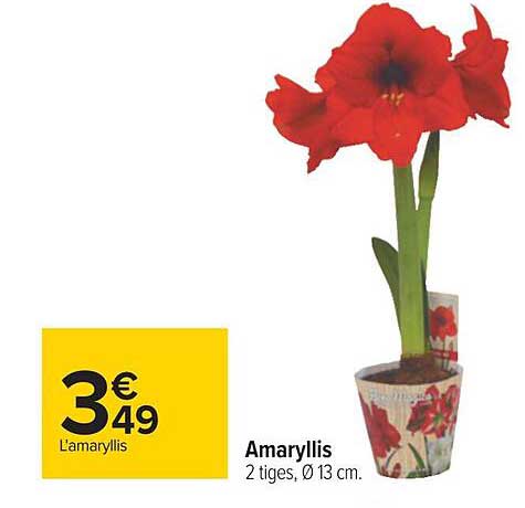amaryllis