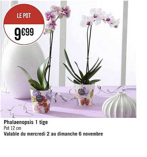 phalaenopsis 1 tige