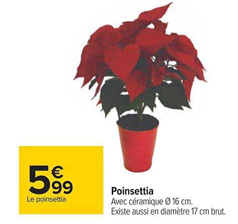 poinsettia