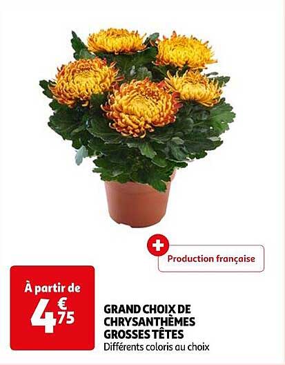 grand choix de chrysanthèmes grosses têtes