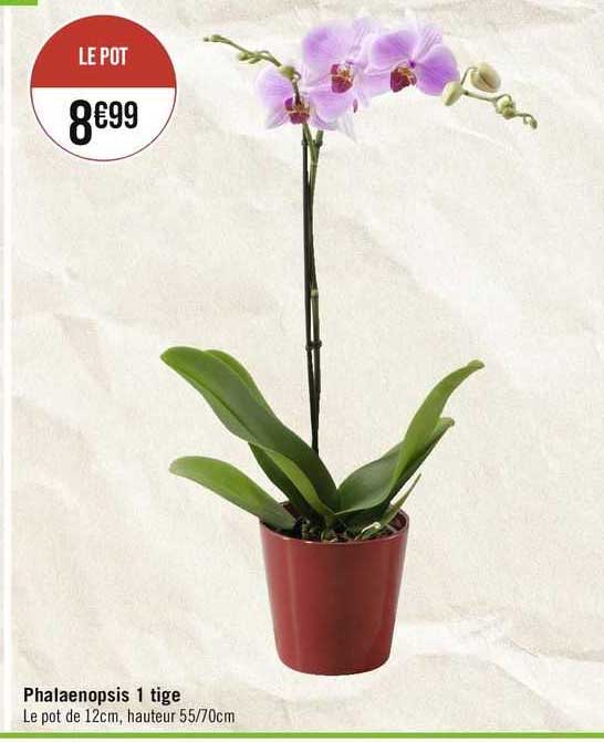 phalaenopsis 1 tige