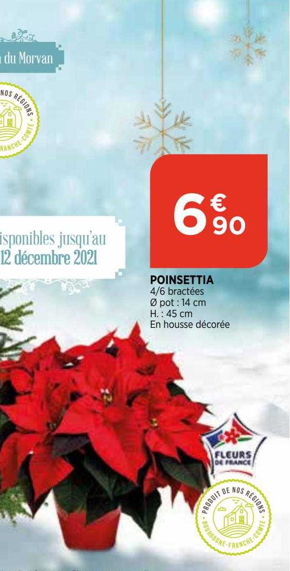 poinsettia