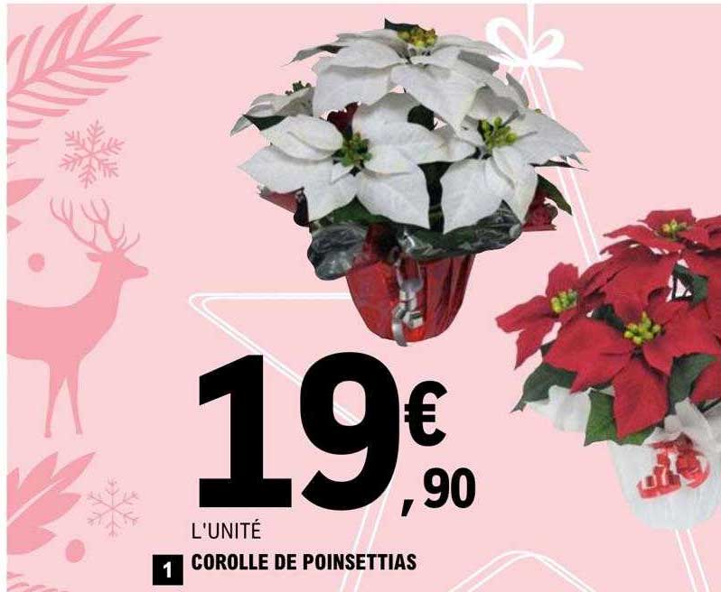 Corolle De Poinsettias