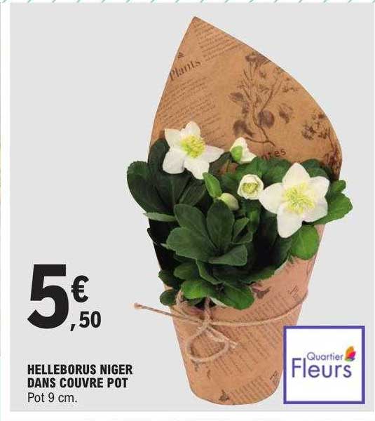 helleborus niger dans couvre pot