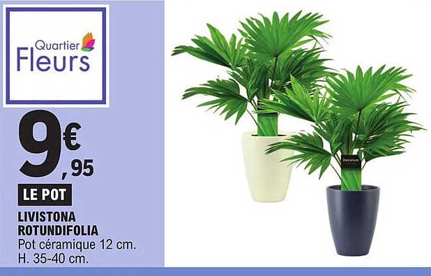 livistona rotundifolia