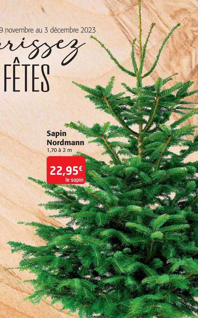 sapin nordmann