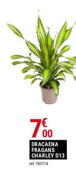 dracena fragans charley d13