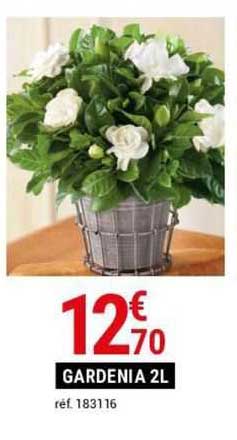 gardenia 2l