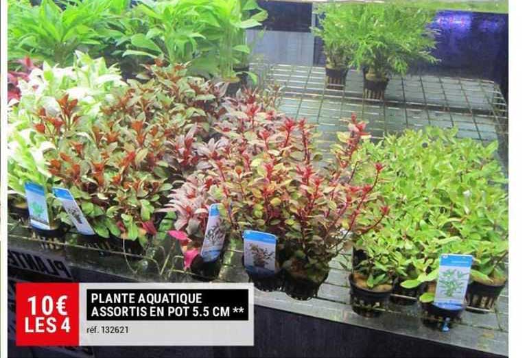plante aquatique assortis en pot 5.5 cm