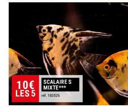 scalaire s mixte