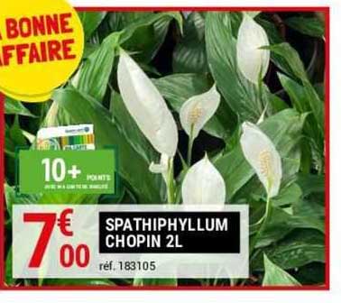 spathiphyllum chopin 2l