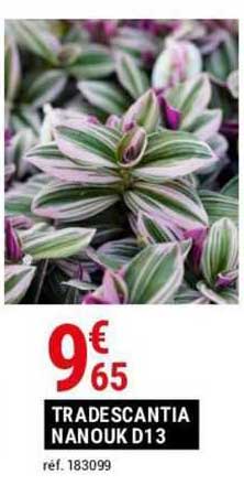 tradescantia nanouk d13