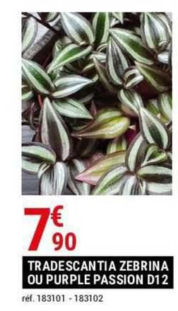 tradescantia zebrina ou purple passion d12
